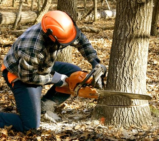 Tree Removal in Mingus, TX